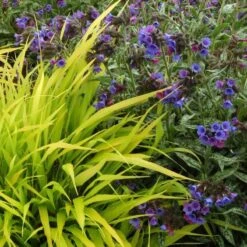 'All Gold' Japanese Forest Grass 8 'All Gold' Japanese Forest Grass -Great Garden Plants Sales Store hakonechloa all gold 4 b7845a8b cb7b 4bfb ac76 0dd1648d2150 sw