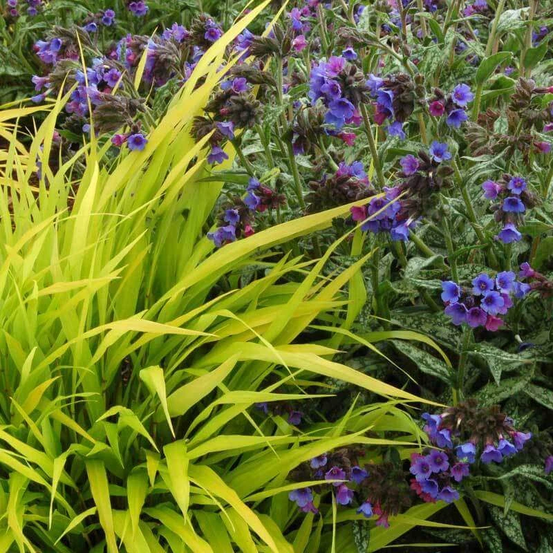 'All Gold' Japanese Forest Grass 4 'All Gold' Japanese Forest Grass - Image 4