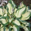 'Hans' Hosta