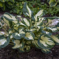 'Hans' Hosta -Great Garden Plants Sales Store hans hosta 3