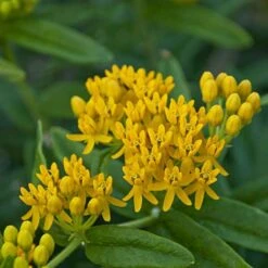 'Hello Yellow' Milkweed -Great Garden Plants Sales Store hello yellow milkweed 2
