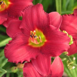 'Pardon Me' Daylily -Great Garden Plants Sales Store hemerocallis pardon me daylily 1