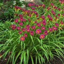 'Ruby Stella' Daylily -Great Garden Plants Sales Store hemerocallis ruby stella 3