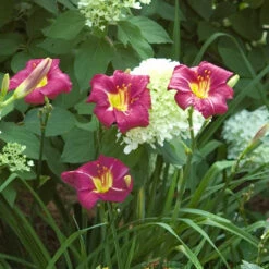 'Ruby Stella' Daylily -Great Garden Plants Sales Store hemerocallis ruby stella 4