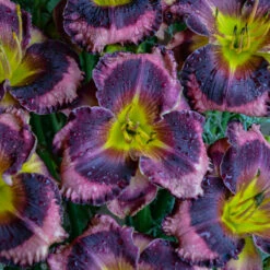 Rainbow Rhythm® 'Storm Shelter' Daylily -Great Garden Plants Sales Store hemerocallis storm shelter 2