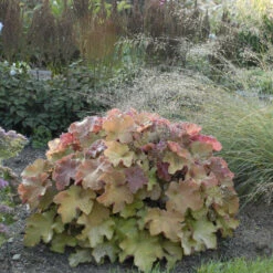 'Caramel' Coral Bells -Great Garden Plants Sales Store heuchera coralbells caramel 2