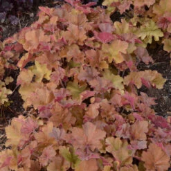 'Caramel' Coral Bells -Great Garden Plants Sales Store heuchera coralbells caramel