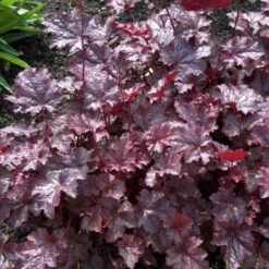 'Palace Purple' Coral Bells -Great Garden Plants Sales Store heuchera palace purple 3 sw