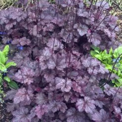 'Palace Purple' Coral Bells -Great Garden Plants Sales Store heuchera palace purple 4 sw