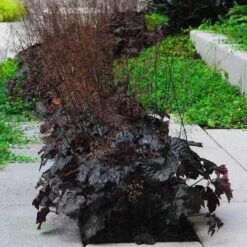 'Palace Purple' Coral Bells -Great Garden Plants Sales Store heuchera palace purple 5 sw