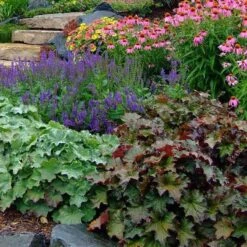 'Palace Purple' Coral Bells -Great Garden Plants Sales Store heuchera palace purple 6 sw