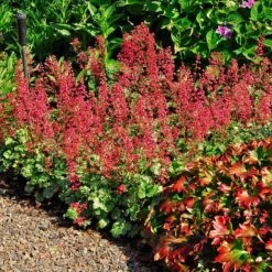 'Paris' Coral Bells -Great Garden Plants Sales Store heuchera paris coral bells 3