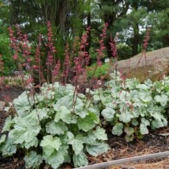 'Paris' Coral Bells -Great Garden Plants Sales Store heuchera paris coral bells 6