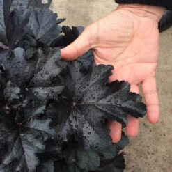 Primo® 'Black Pearl' Coral Bells -Great Garden Plants Sales Store heuchera primo black pearl coral bells 3