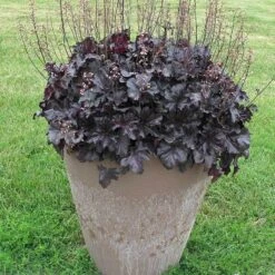 Primo® 'Black Pearl' Coral Bells -Great Garden Plants Sales Store heuchera primo black pearl coral bells 4