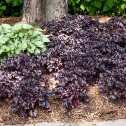 Primo® 'Black Pearl' Coral Bells -Great Garden Plants Sales Store heuchera primo black pearl coral bells 5