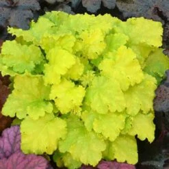 'Twist Of Lime' Coral Bells -Great Garden Plants Sales Store heuchera twist of lime 3
