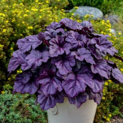 Mother's Day Collection -Great Garden Plants Sales Store heuchera wildberry 1