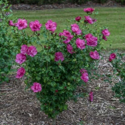 Magenta Chiffon® Rose Of Sharon -Great Garden Plants Sales Store hibiscus magenta chiffon 3