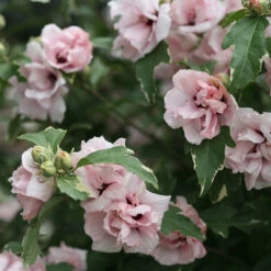 Sugar Tip® Rose Of Sharon -Great Garden Plants Sales Store hibiscus sugar tip 3