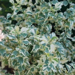 Sugar Tip® Rose Of Sharon -Great Garden Plants Sales Store hibiscus sugar tip 4