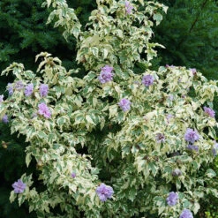 Sugar Tip® Gold Rose Of Sharon -Great Garden Plants Sales Store hibiscus sugar tip gold 3