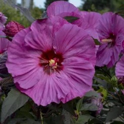 Summerific® 'Berry Awesome' Perennial Hibiscus
