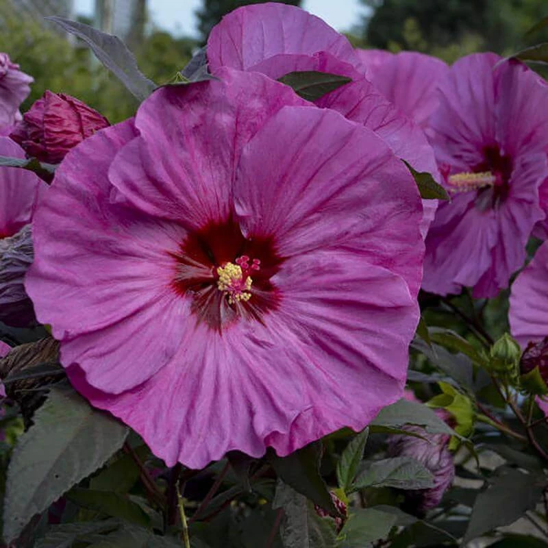 Summerific® 'Berry Awesome' Perennial Hibiscus 1 Summerific® 'Berry Awesome' Perennial Hibiscus