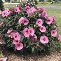 Summerific® 'Berry Awesome' Perennial Hibiscus 8 Summerific® 'Berry Awesome' Perennial Hibiscus -Great Garden Plants Sales Store hibiscus summerific berry awesome 4 sw