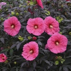 Summerific® 'Evening Rose' Perennial Hibiscus -Great Garden Plants Sales Store hibiscus summerific evening rose 4 sw