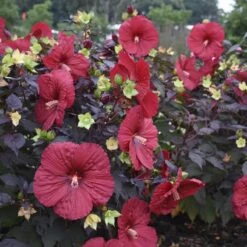 Summerific® 'Holy Grail' Perennial Hibiscus -Great Garden Plants Sales Store hibiscus summerific holy grail 2 sw