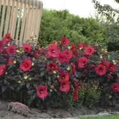 Summerific® 'Holy Grail' Perennial Hibiscus -Great Garden Plants Sales Store hibiscus summerific holy grail 4 sw