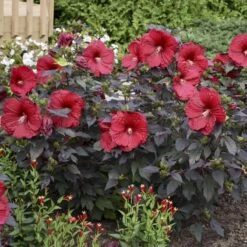 Summerific® 'Holy Grail' Perennial Hibiscus -Great Garden Plants Sales Store hibiscus summerific holy grail 5 sw