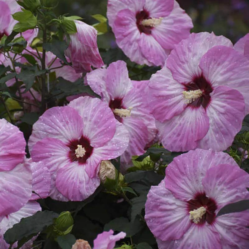 Summerific® 'Spinderella' Perennial Hibiscus 2 Summerific® 'Spinderella' Perennial Hibiscus - Image 2