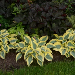 Shadowland® 'Autumn Frost' Hosta -Great Garden Plants Sales Store hosta autumn frost 3