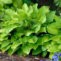 'Fire Island' Hosta 7 'Fire Island' Hosta -Great Garden Plants Sales Store hosta fire island 2