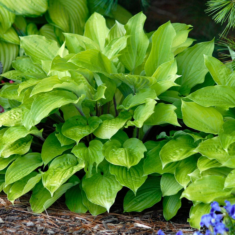 'Fire Island' Hosta 4 'Fire Island' Hosta - Image 4