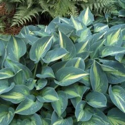 'June' Hosta 7 'June' Hosta -Great Garden Plants Sales Store hosta june 1