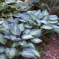 'June' Hosta 6 'June' Hosta -Great Garden Plants Sales Store hosta june 2