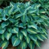 'June' Hosta