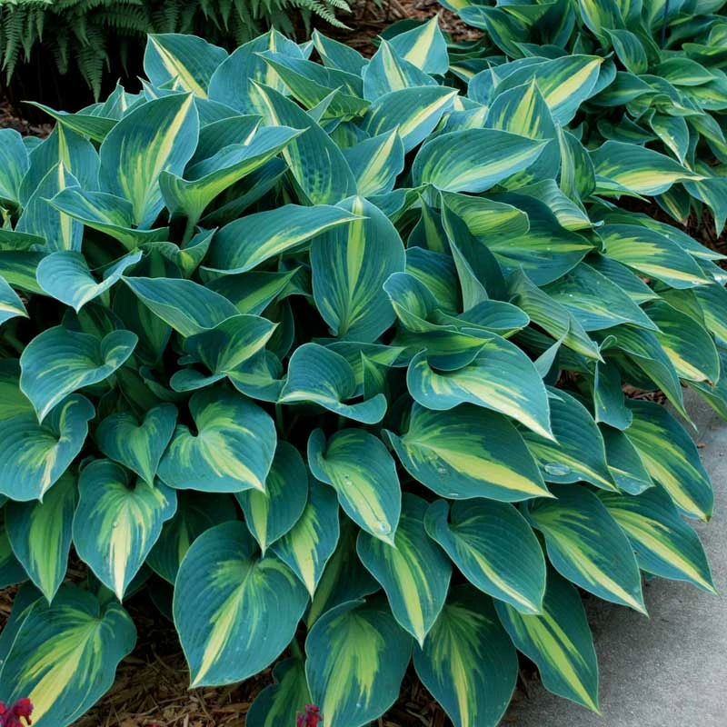 'June' Hosta 1 'June' Hosta