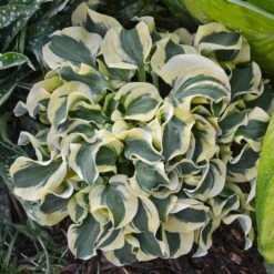 'Mini Skirt' Hosta -Great Garden Plants Sales Store hosta mini skirt 2