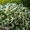 'Patriot' Hosta