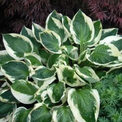'Patriot' Hosta -Great Garden Plants Sales Store hosta patriot 3