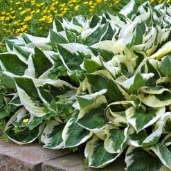 'Patriot' Hosta -Great Garden Plants Sales Store hosta patriot 4