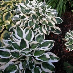 'Patriot' Hosta -Great Garden Plants Sales Store hosta patriot 6