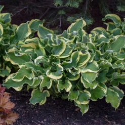 Shadowland® 'Wheee!' Hosta