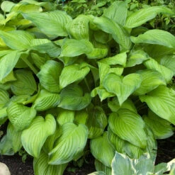 'Stained Glass' Hosta -Great Garden Plants Sales Store hosta stained glass 4
