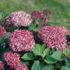 Invincibelle Garnetta® Smooth Hydrangea
