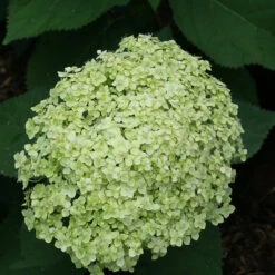 Lime Rickey® Smooth Hydrangea